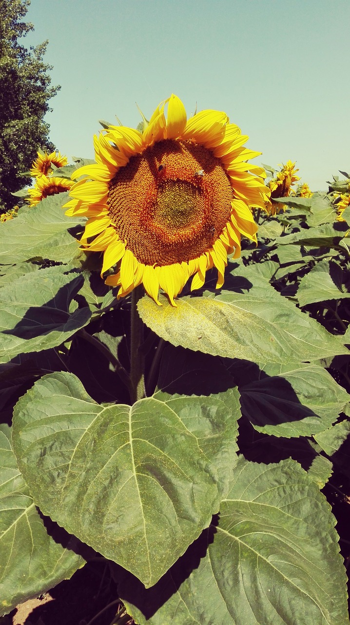 sunflower yellow plant free photo