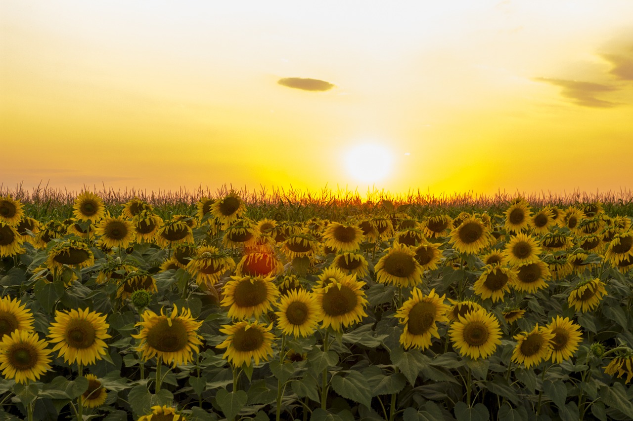 sunflower sunset dramatic sky free photo