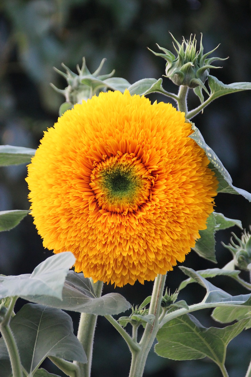 sunflower flower yellow free photo