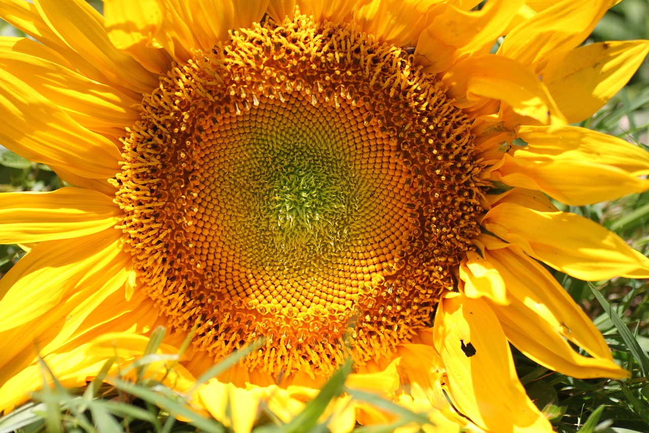 sunflower sun summer free photo