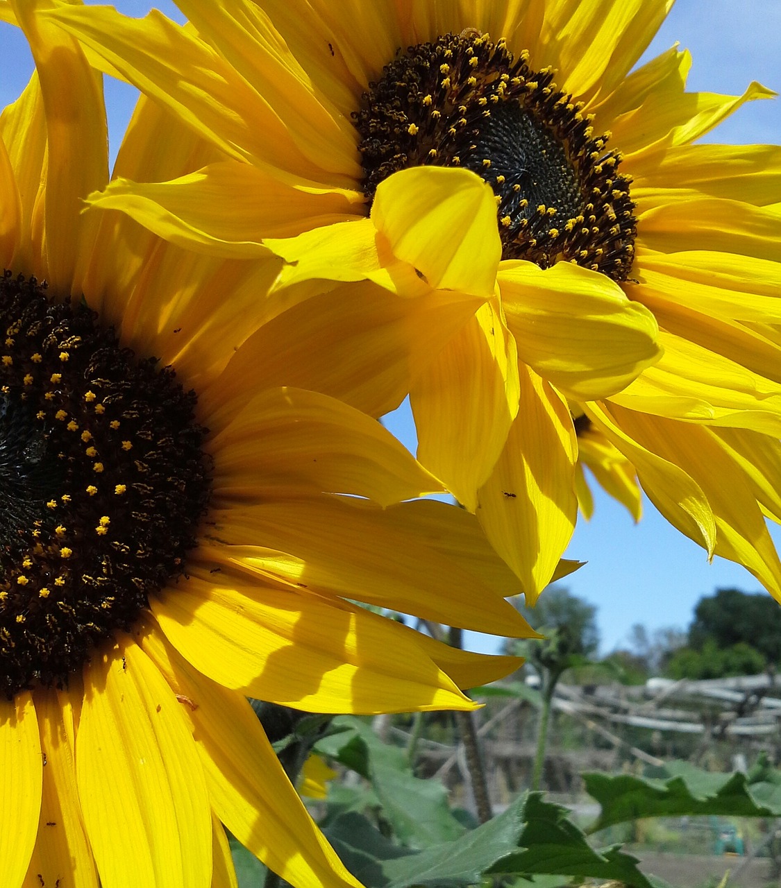 sunflower flower yellow free photo