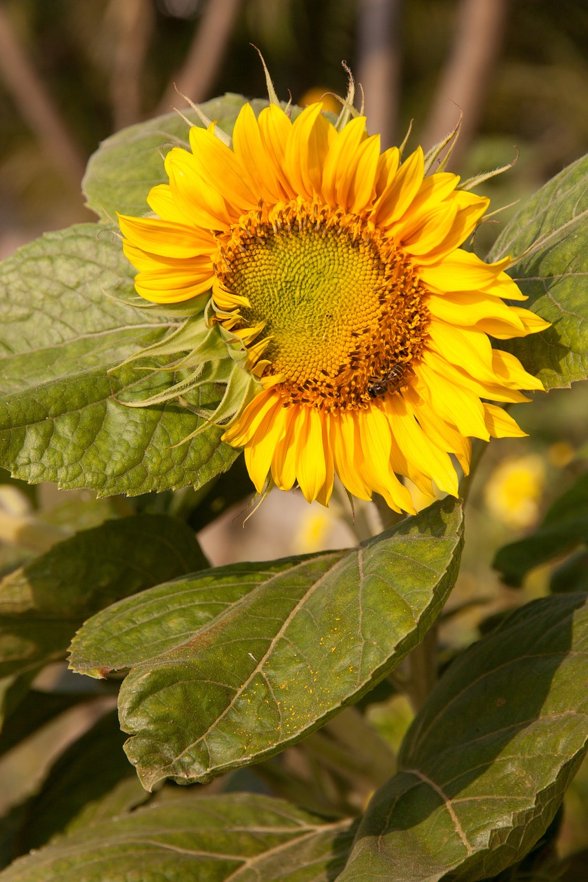 sunflower bee yellow free photo