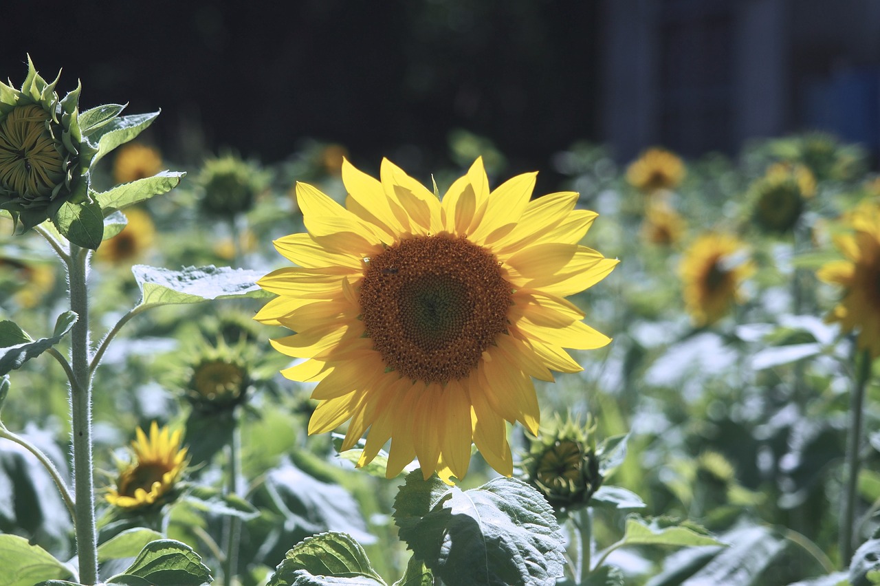 sunflower japan hokkaido free photo