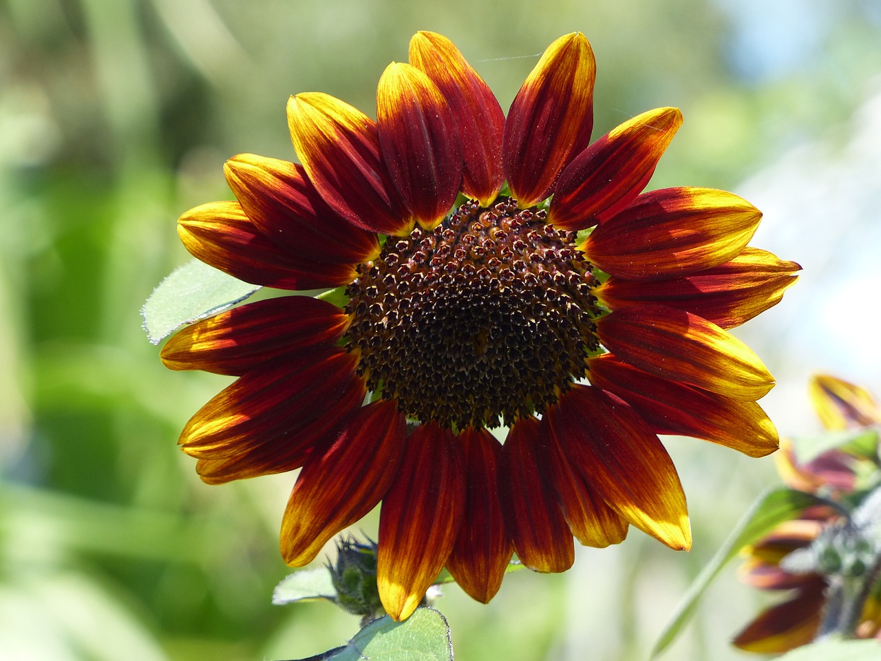 sunflower flower bright free photo