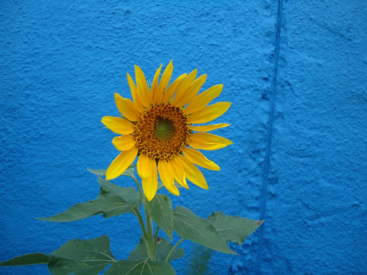 sunflower nature flower free photo