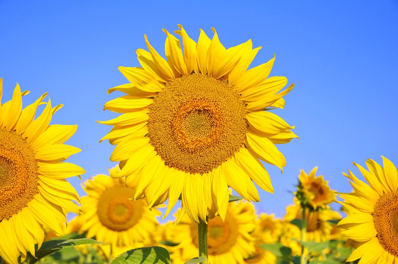 sunflower yellow flower summer free photo