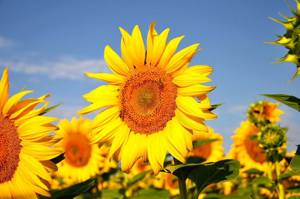 sunflower yellow flower summer free photo