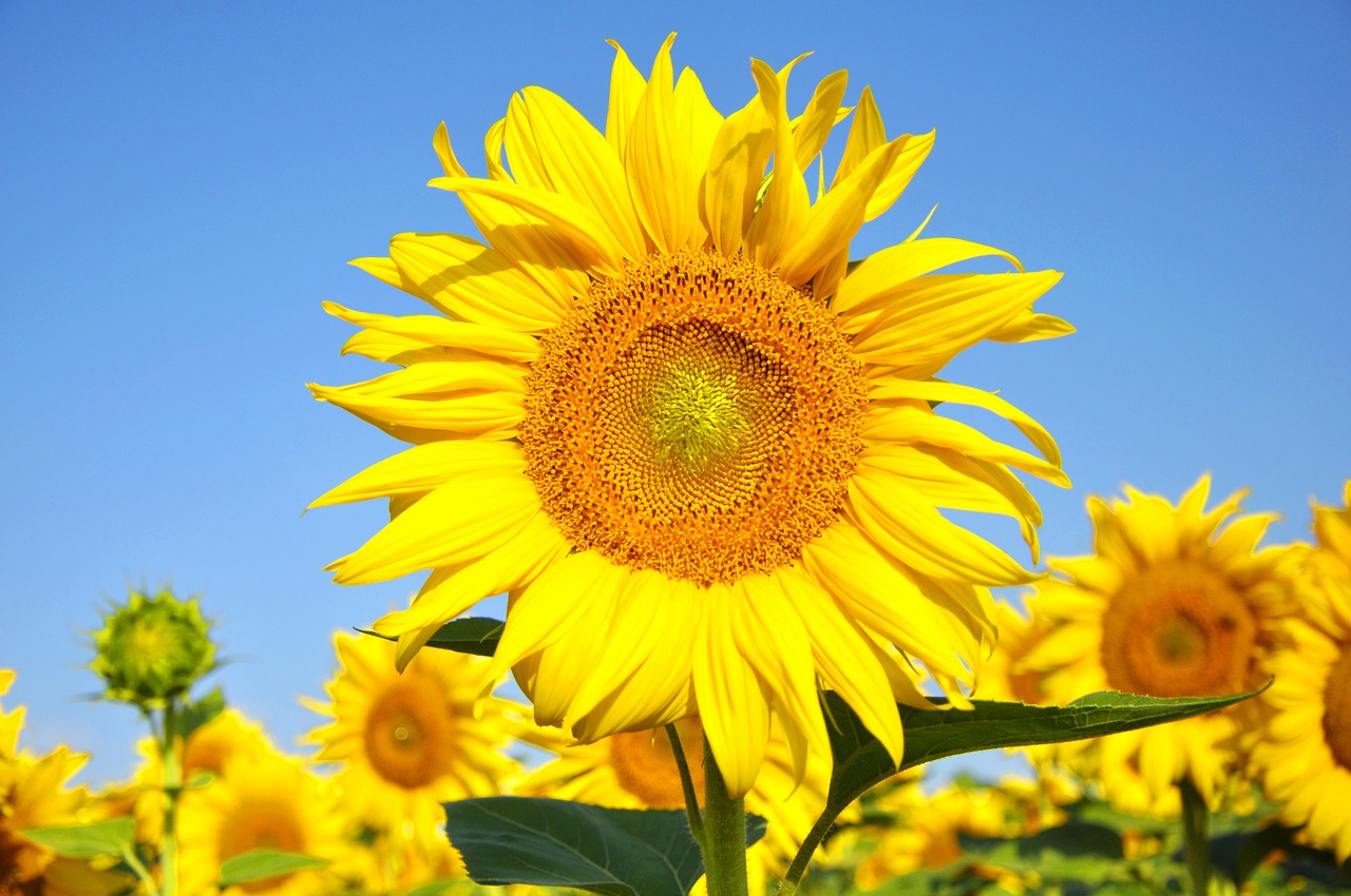 sunflower yellow flower summer free photo