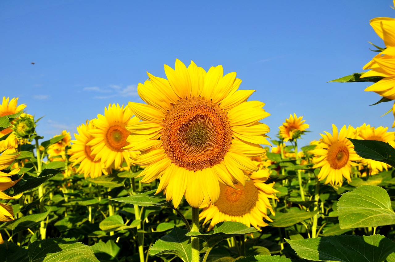 sunflower yellow flower summer free photo