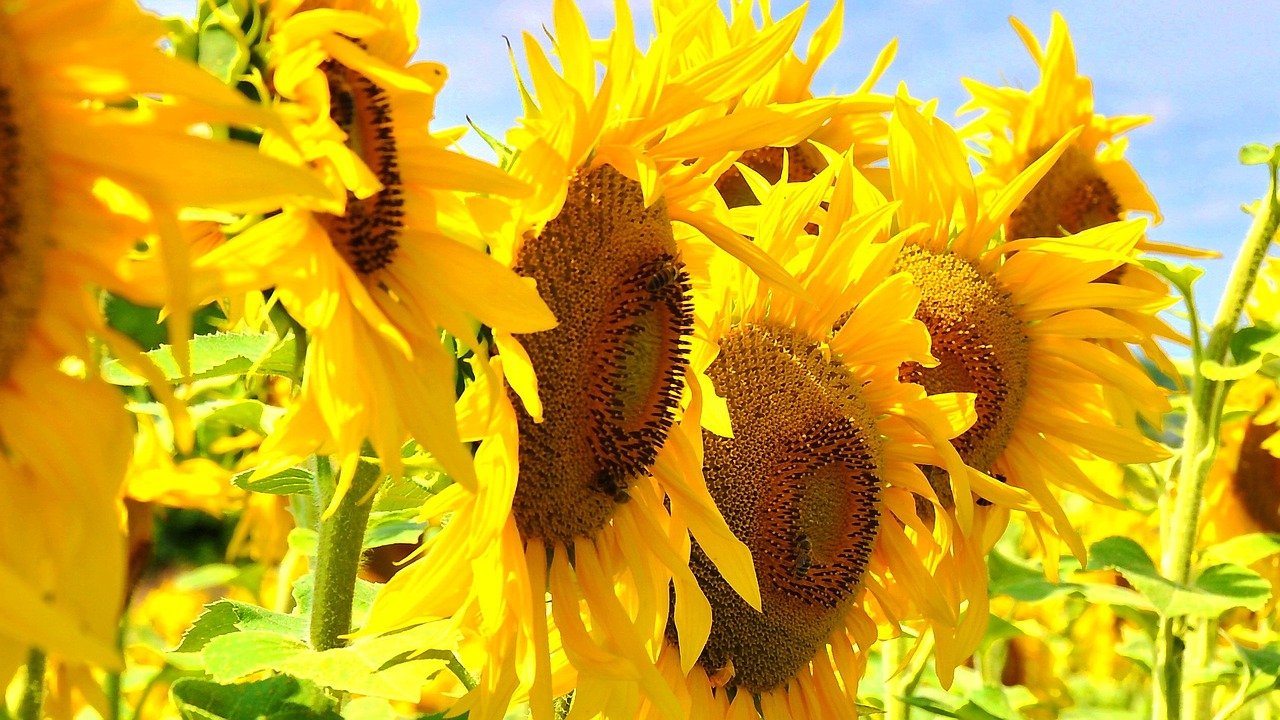 sunflower yellow flower summer free photo