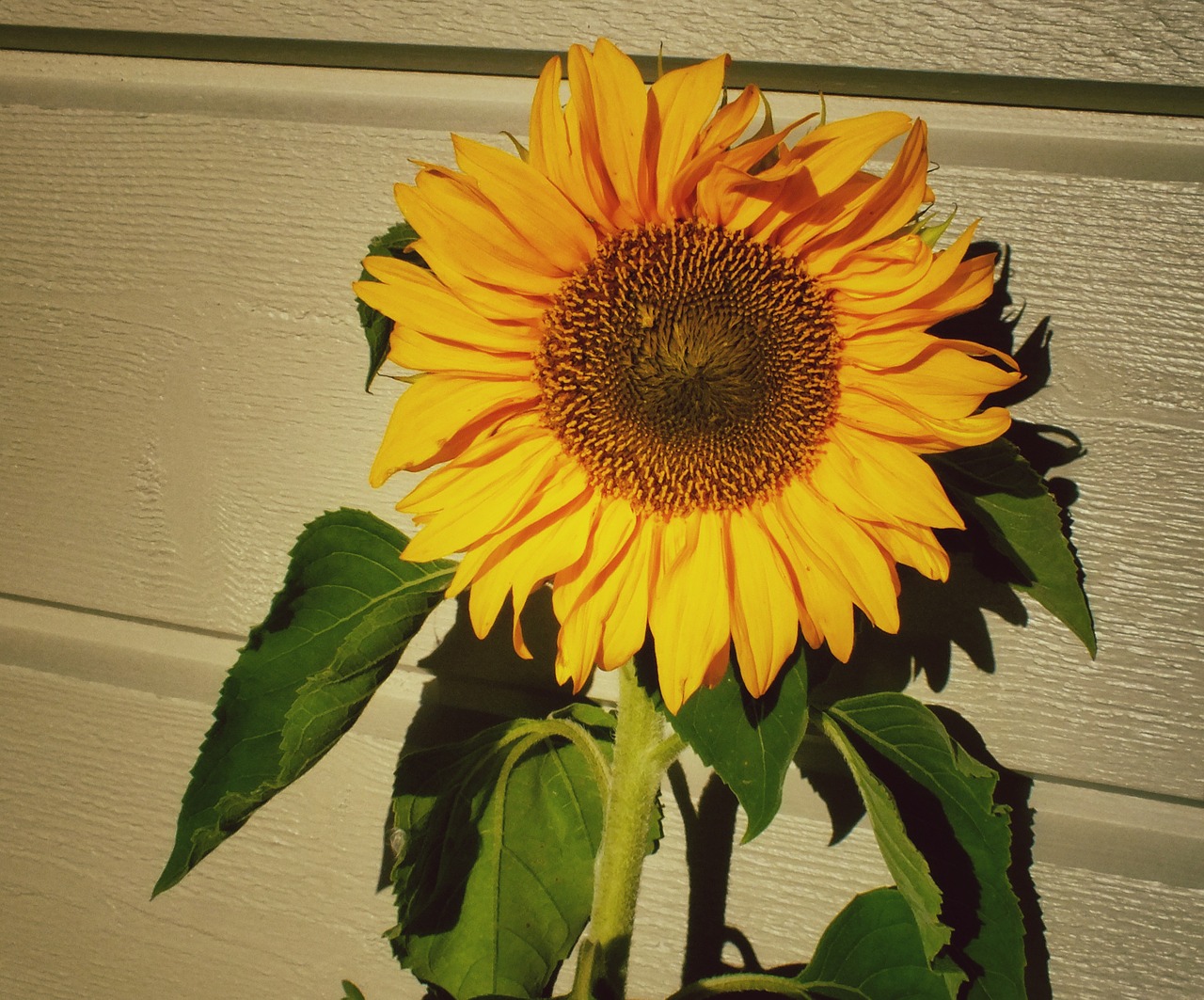 sunflower sun flower free photo