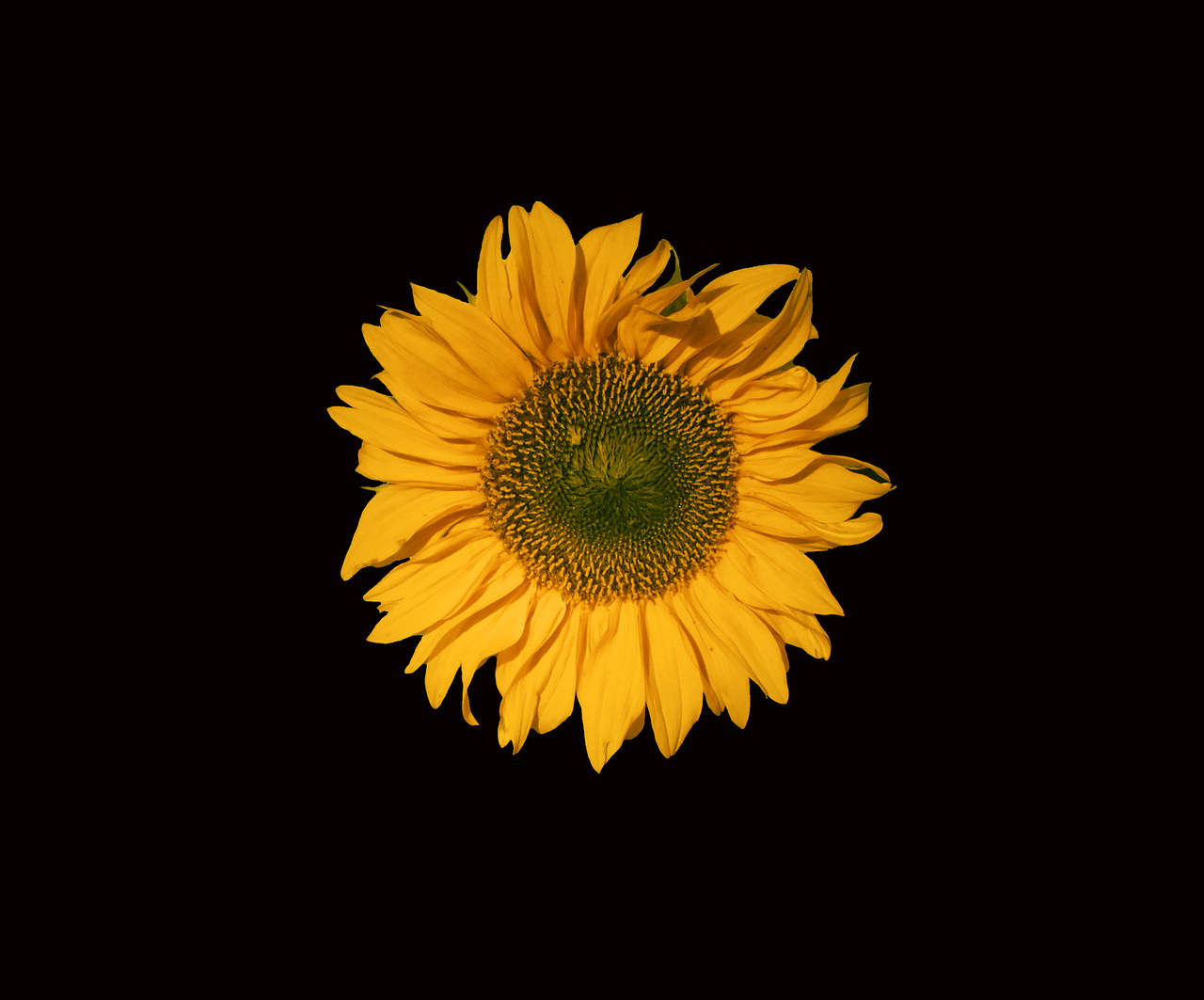 sunflower sun flower flower free photo