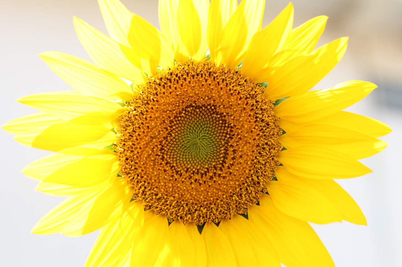 sunflower yellow nature free photo