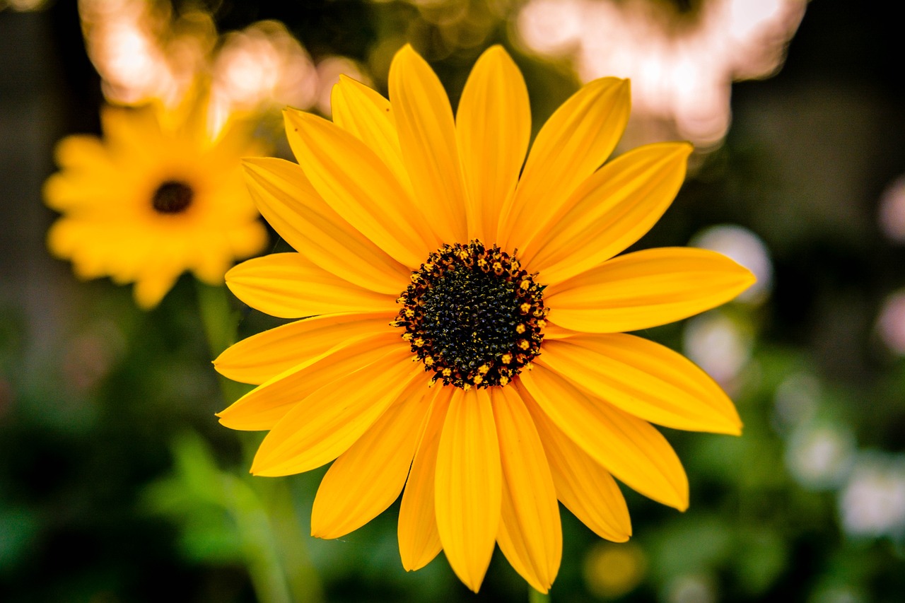 sunflower flower garden free photo