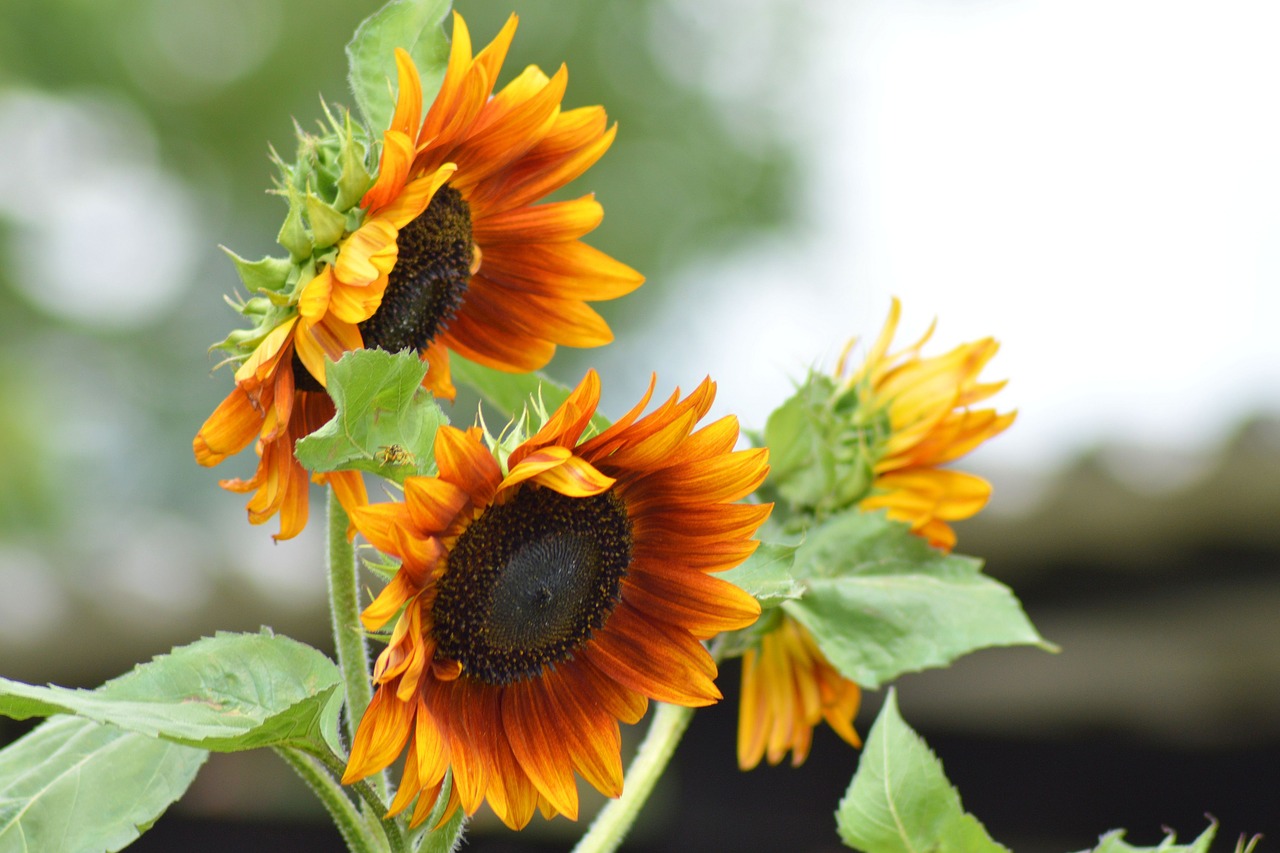 sunflower summer blossom free photo