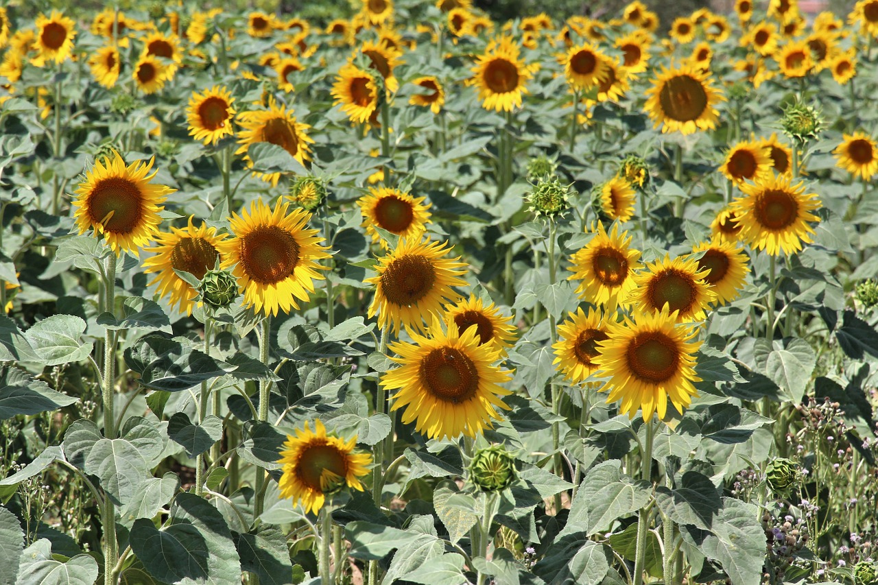 sunflower color yellow free photo