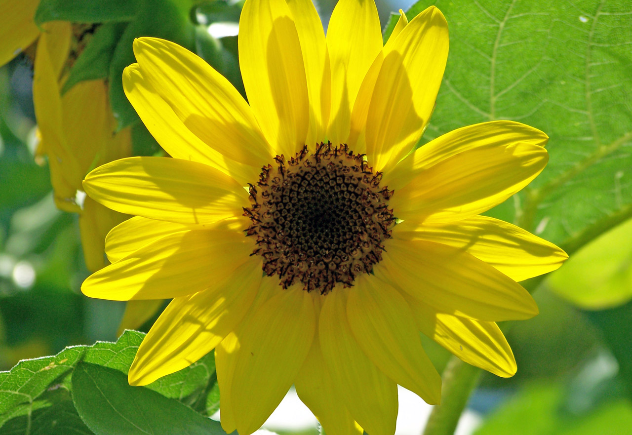 sunflower yellow sunflower free photo