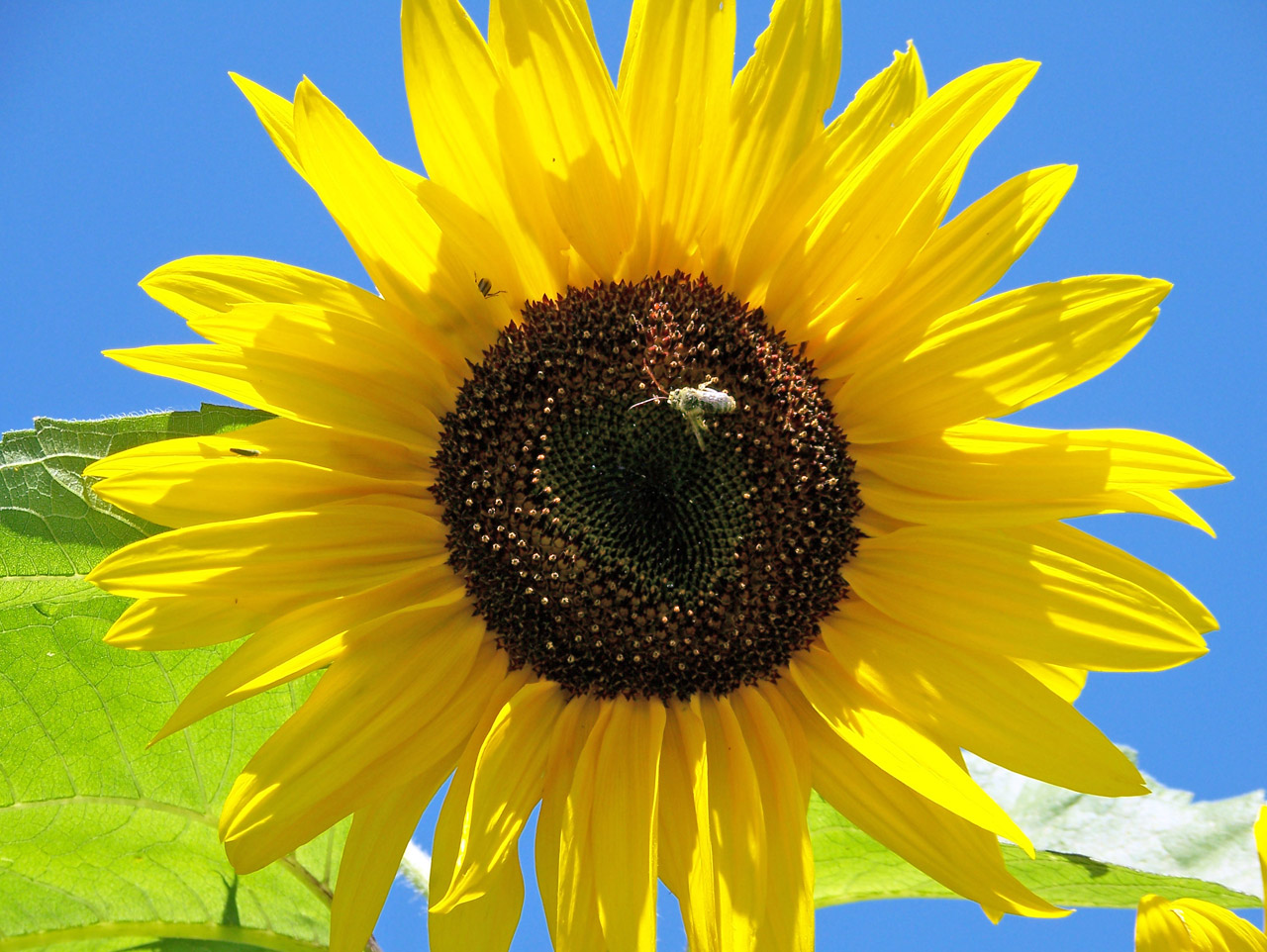 sunflowers summer sunflower free photo