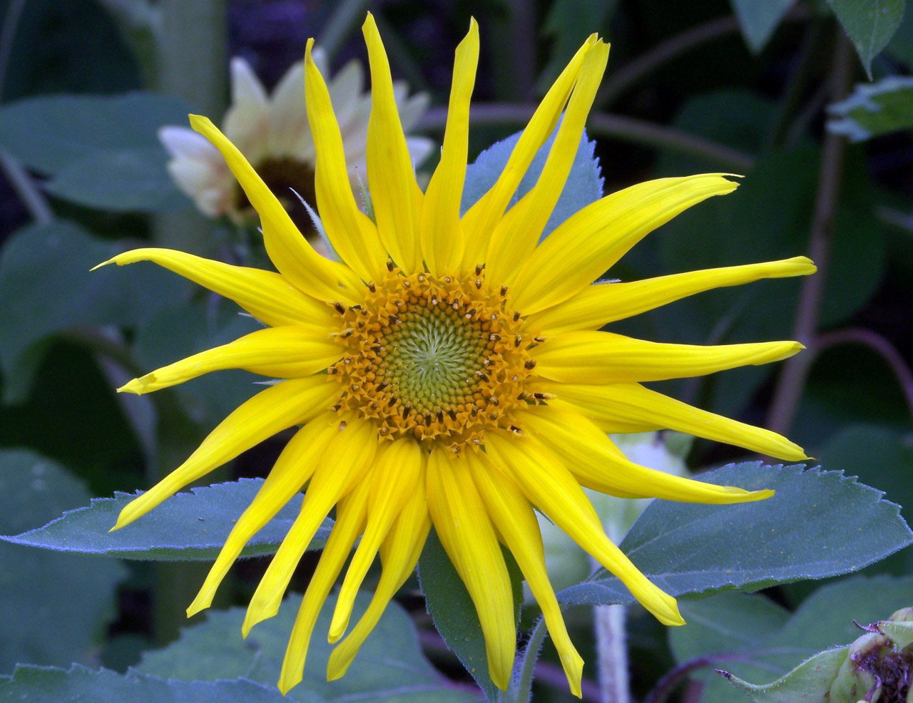 sunflower yellow sunflower free photo