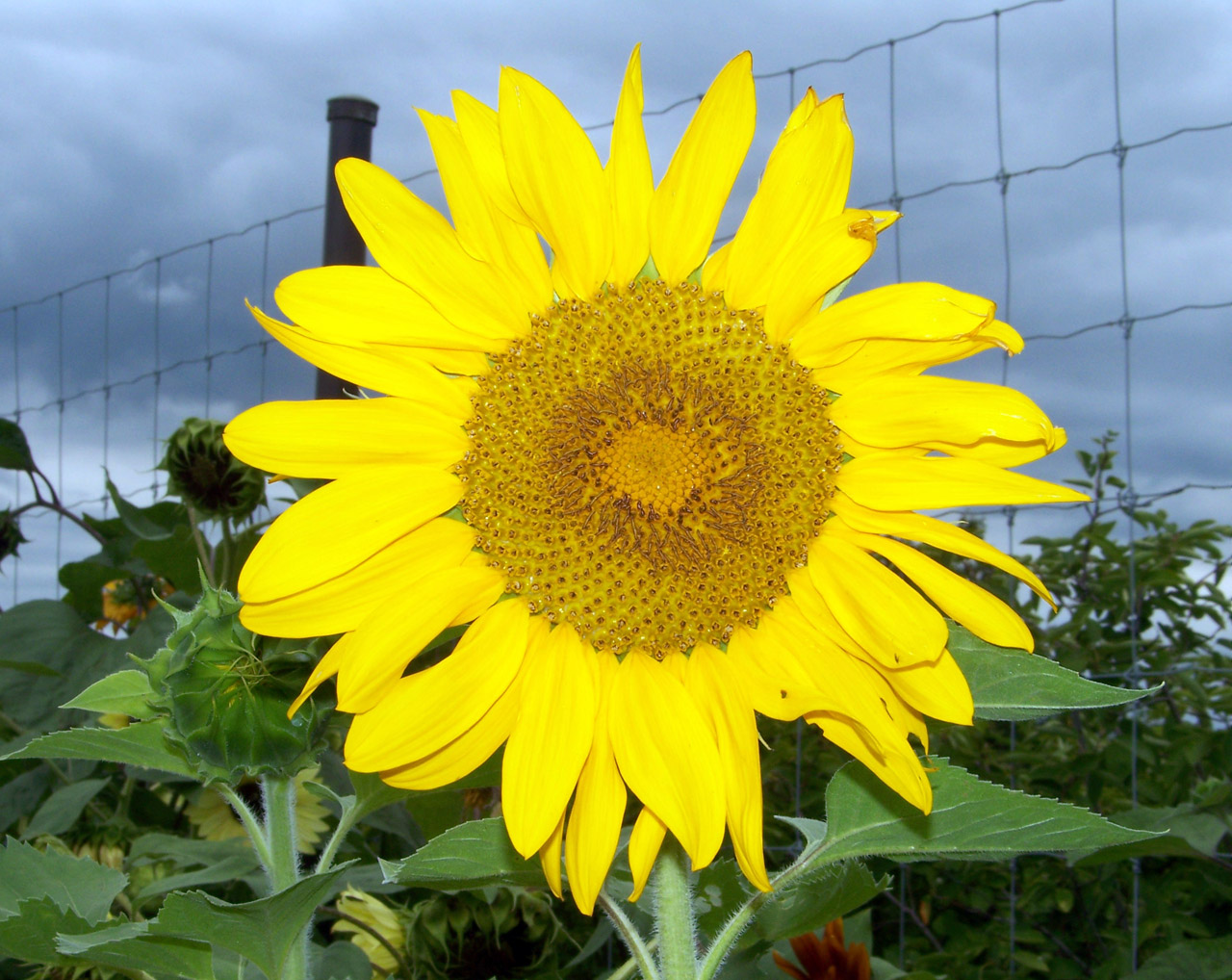 sunflower yellow sunflower free photo