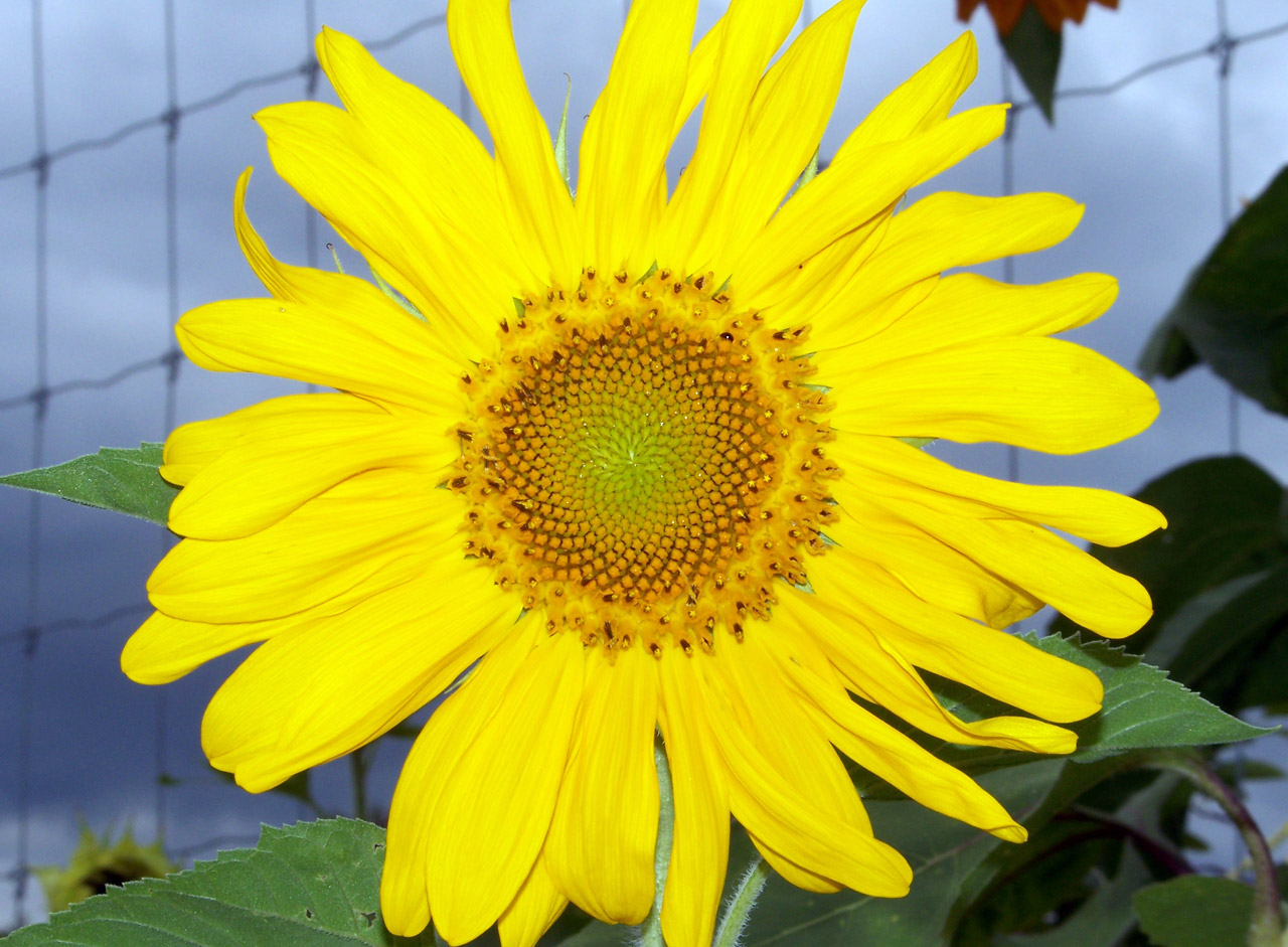 sunflower yellow sunflower free photo