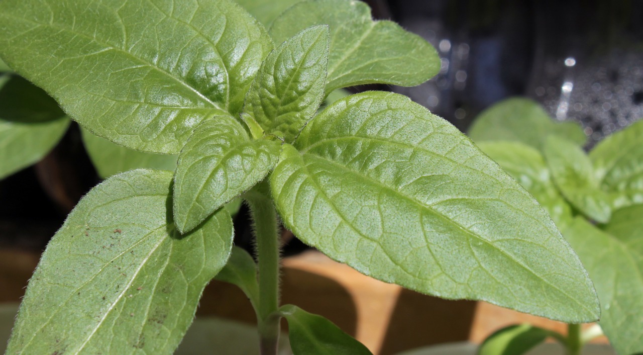 sunflower seedling close-up free photo