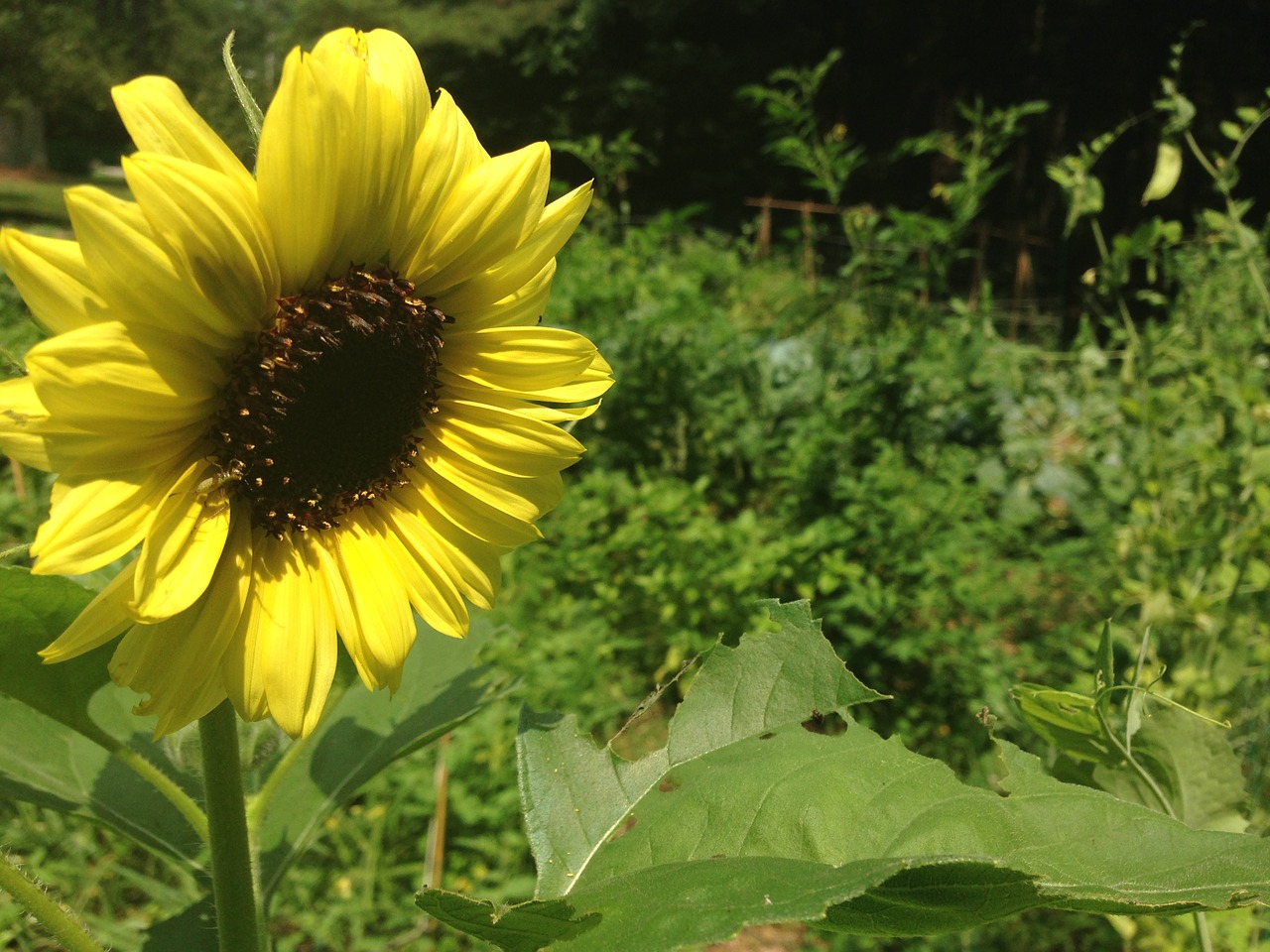 sunflower garden lifestyle free photo