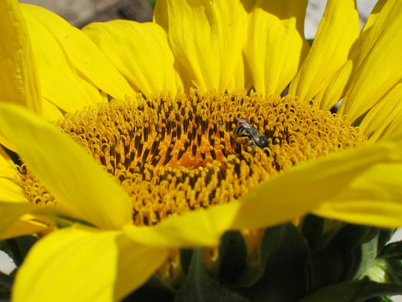 sunflower bee nature free photo