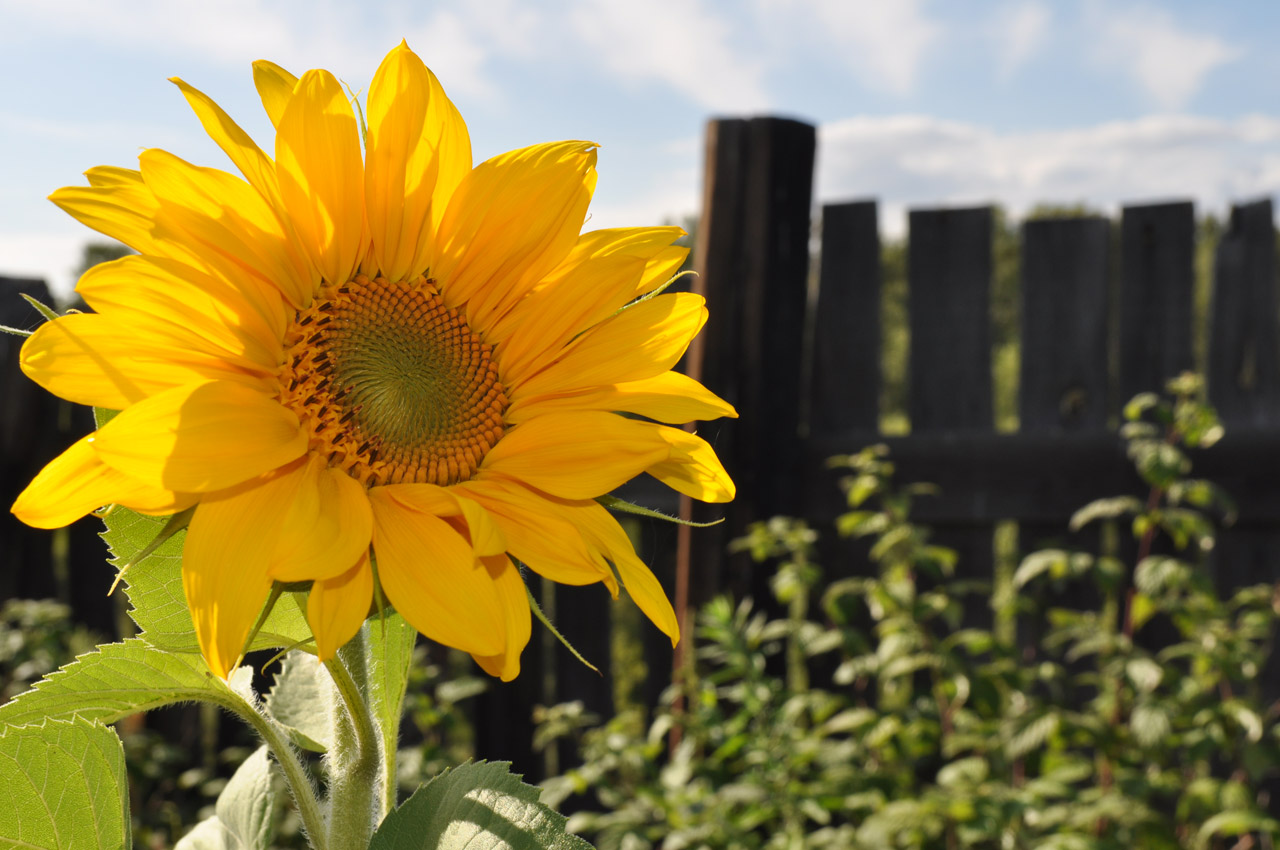 flowers yellow sunflowers free photo