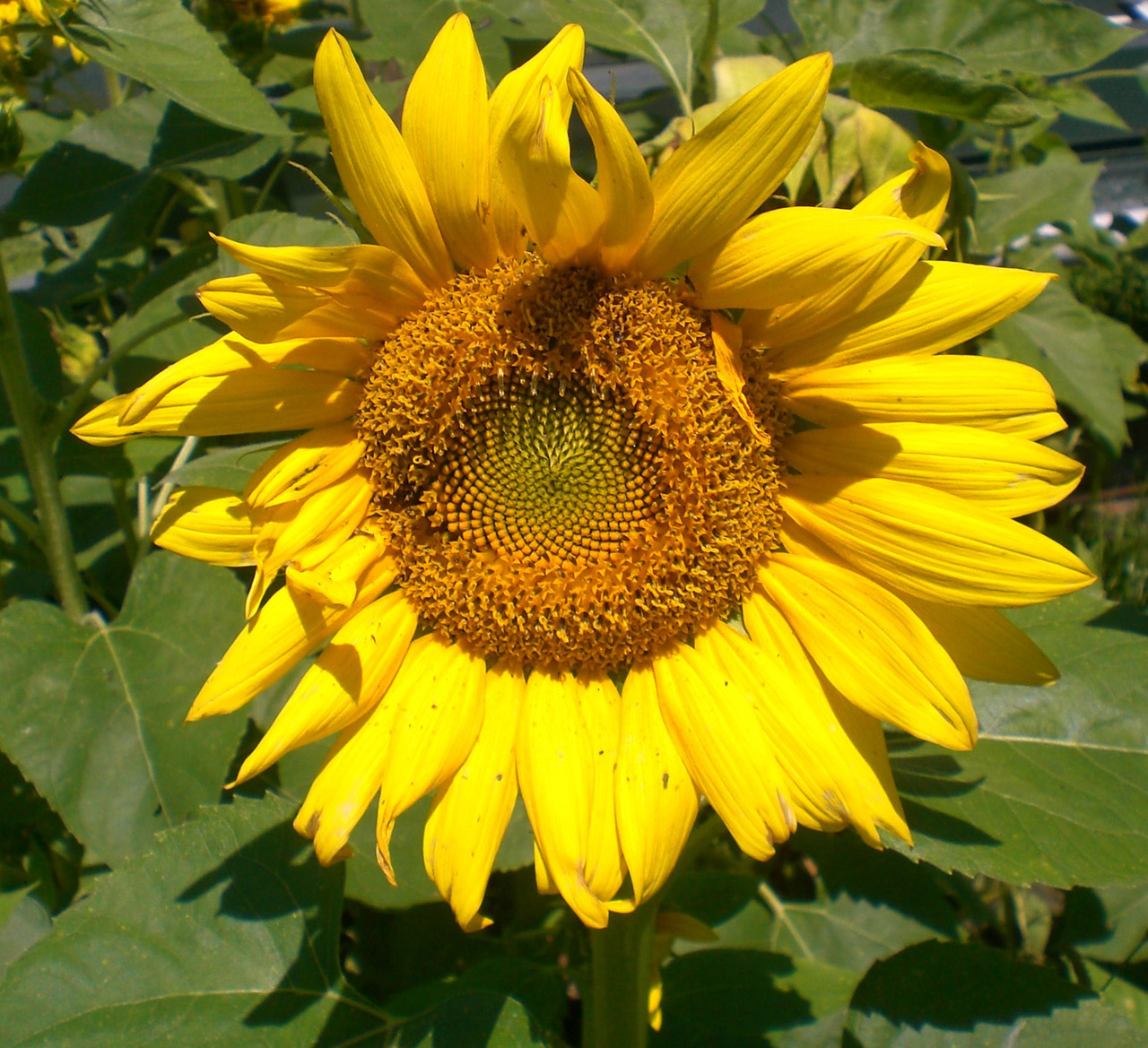 sunflower wild flowers free photo