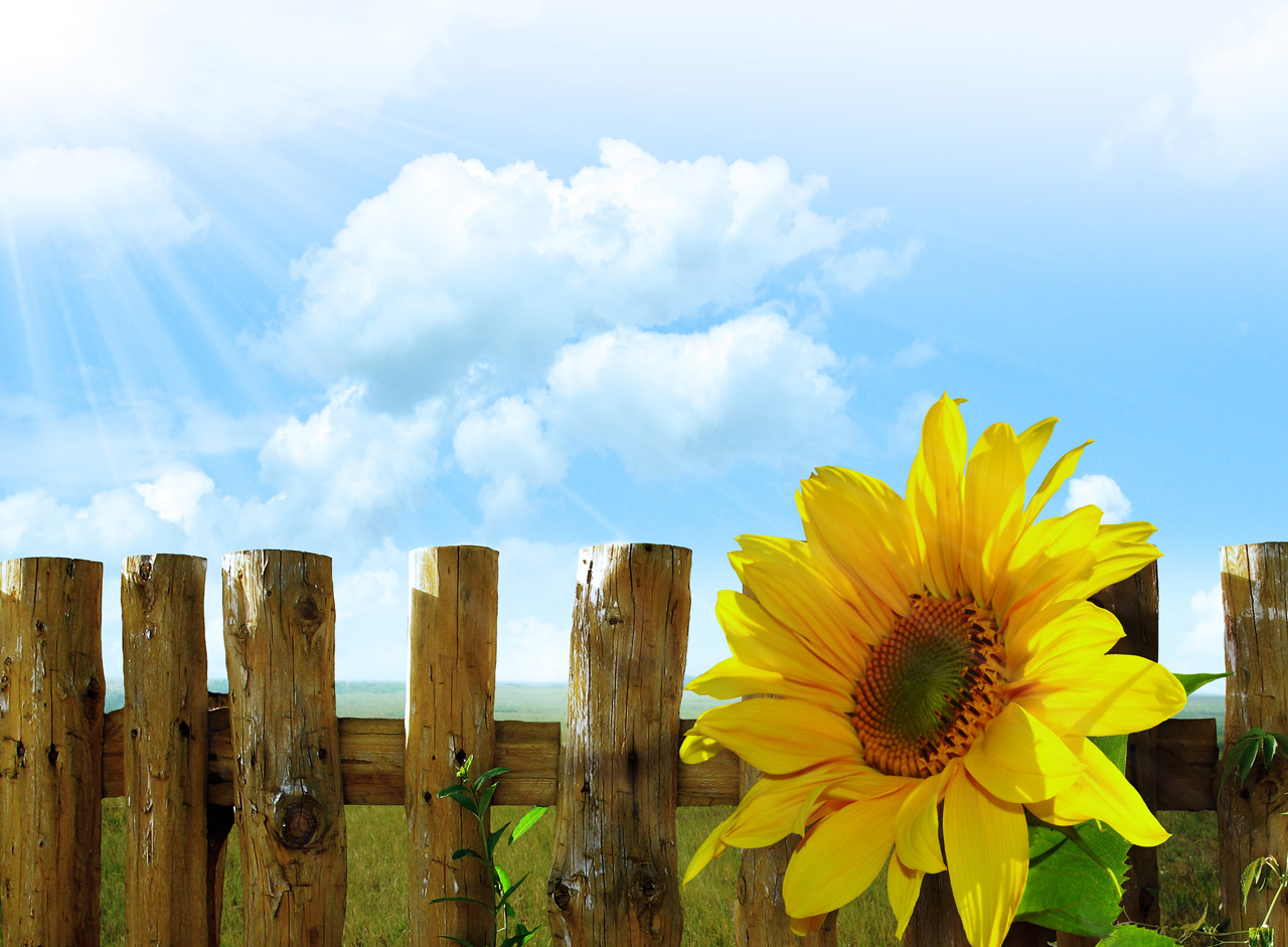 sunflowers flowers sky free photo