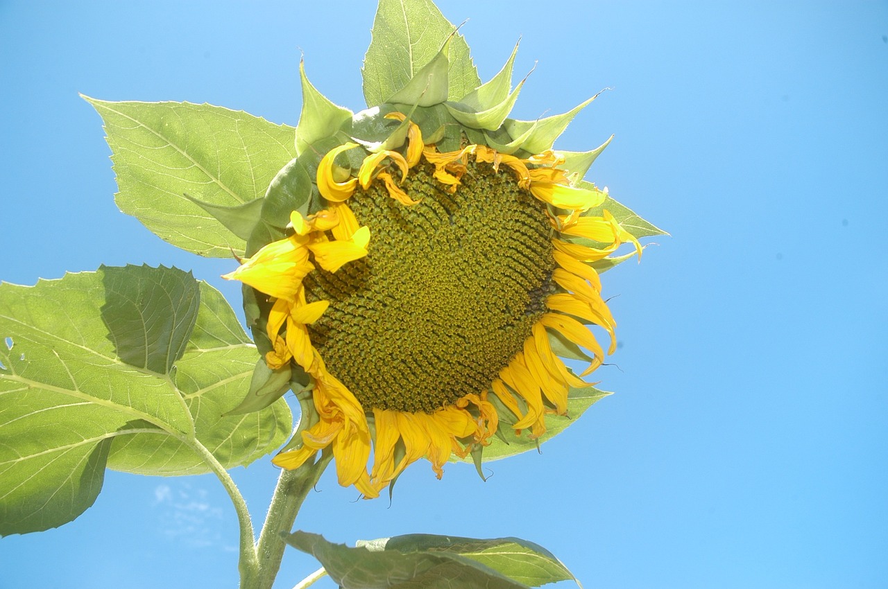 sunflower plant summer free photo