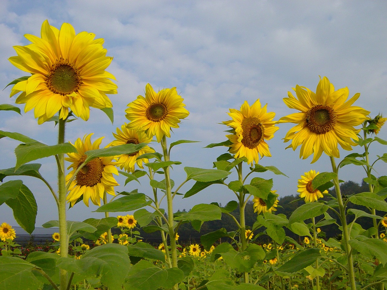 sunflower flowers yellow free photo