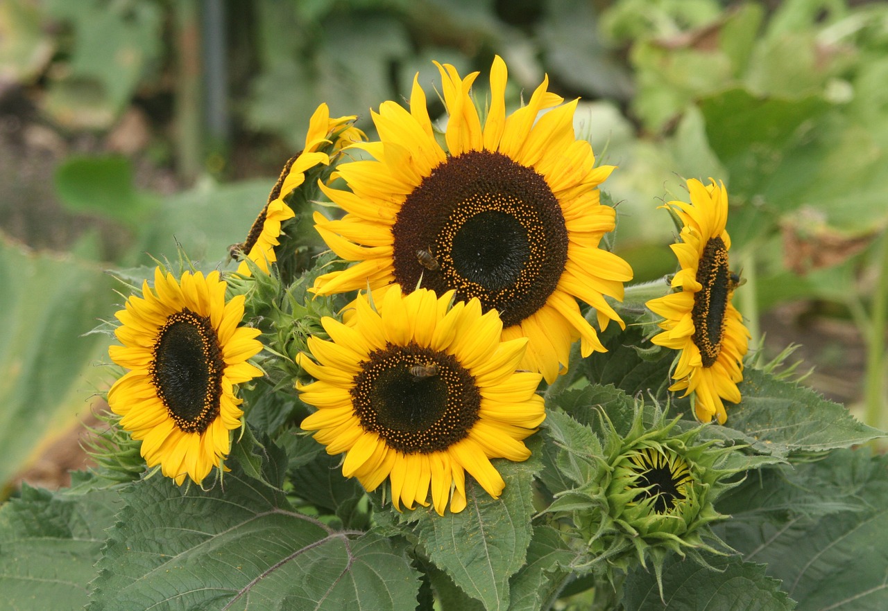 sunflower flowers yellow free photo