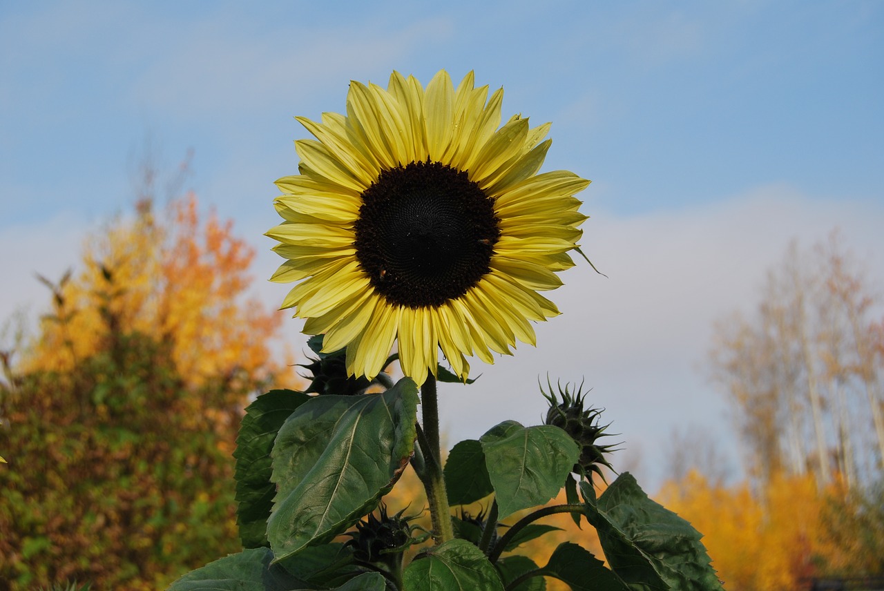 sunflower autumn plant free photo