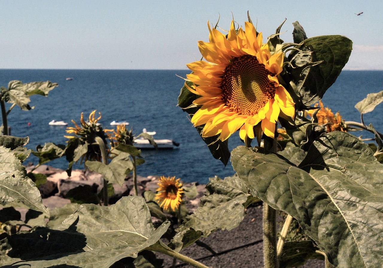 sunflower beach lanzarote free photo