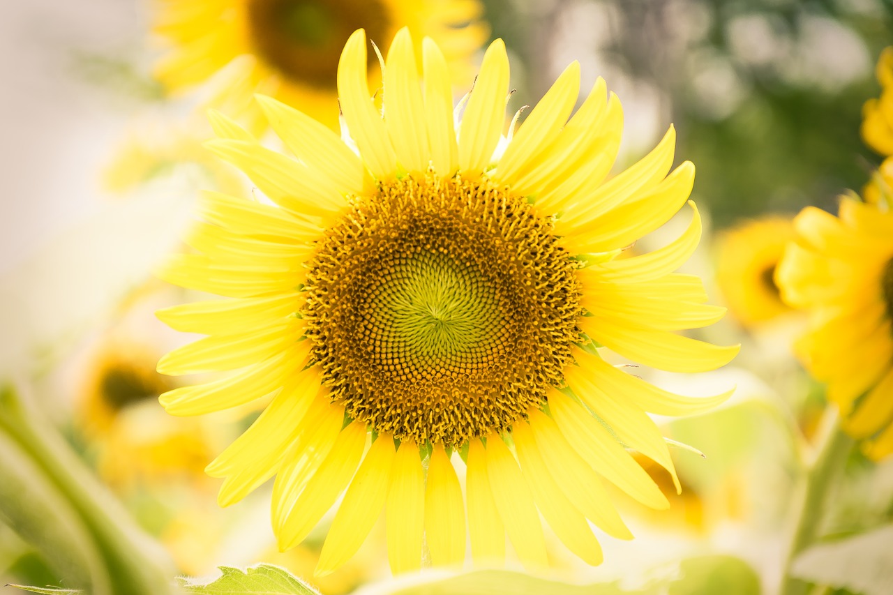 flowers nature sunflower free photo