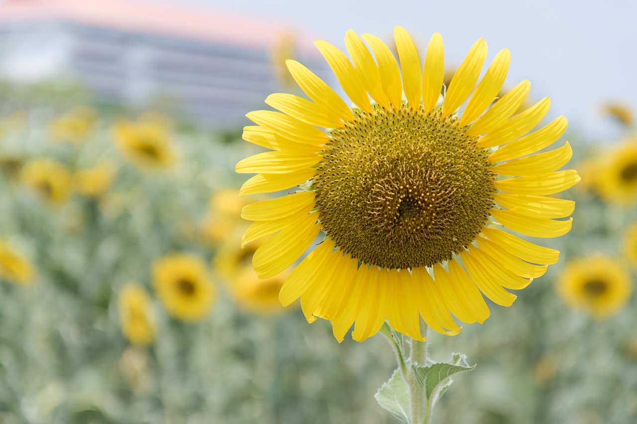 sunflower flowers nature free photo