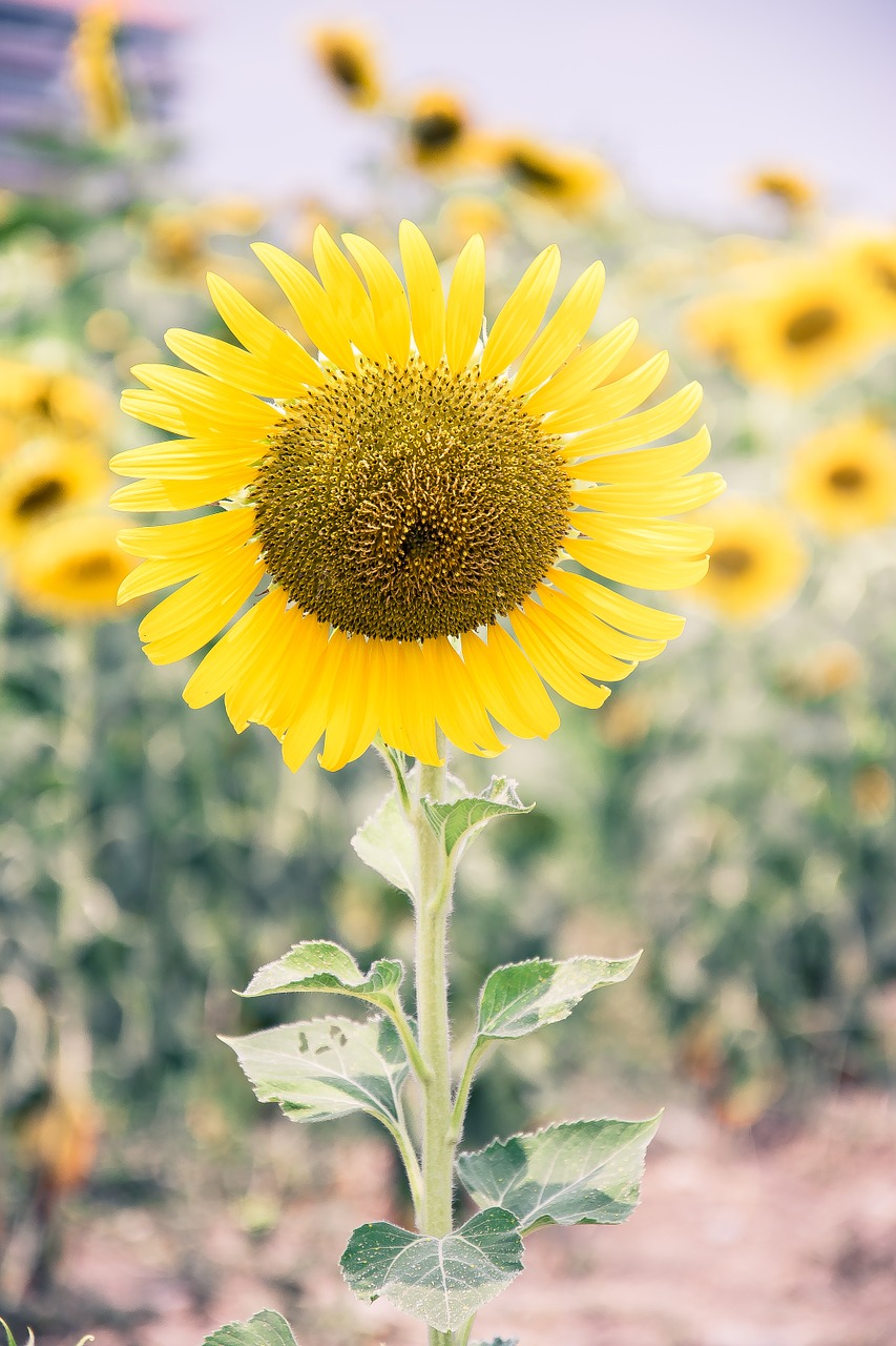 sunflower yellow flowers nature free photo