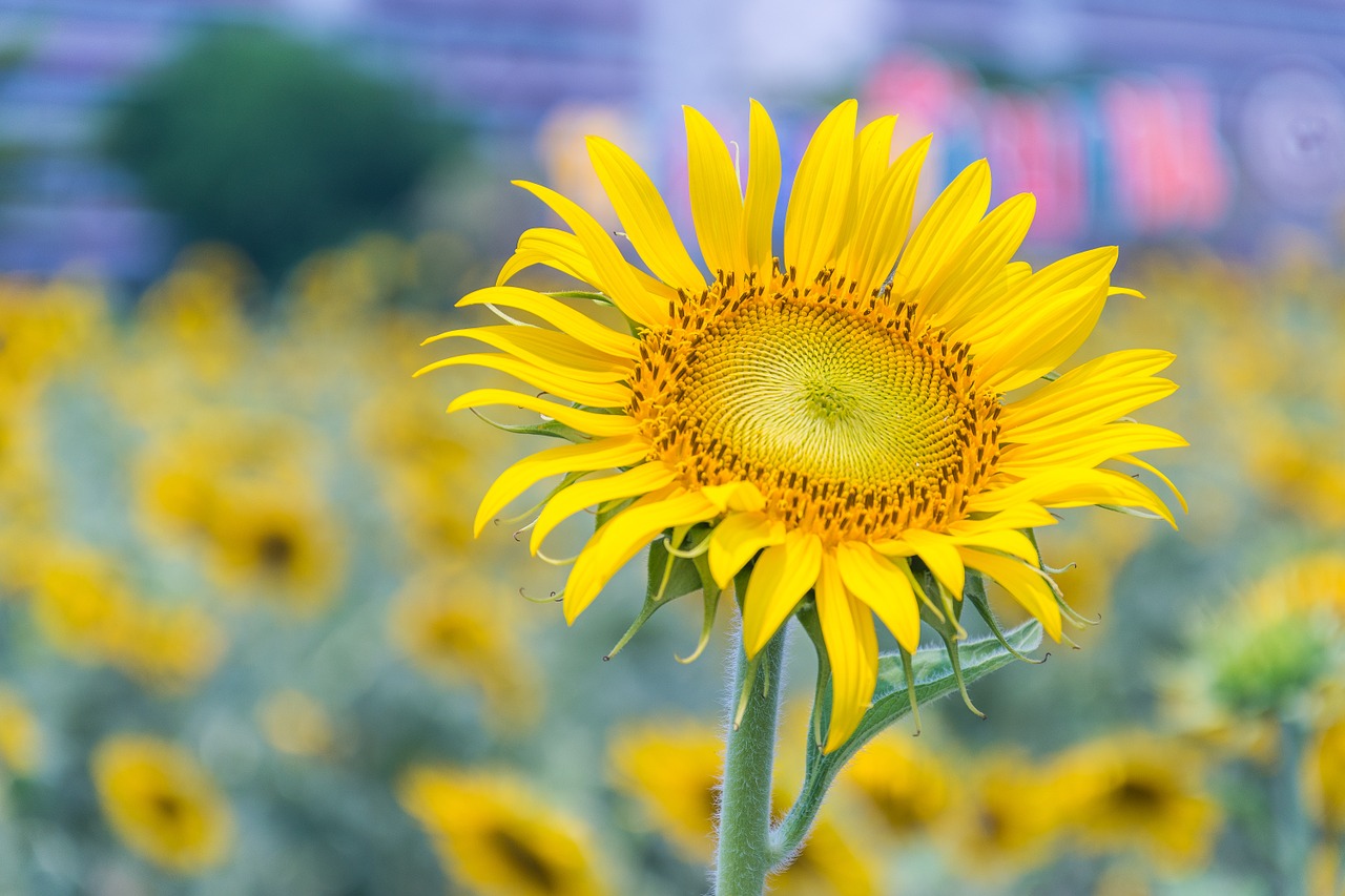 sunflower yellow flowers nature free photo