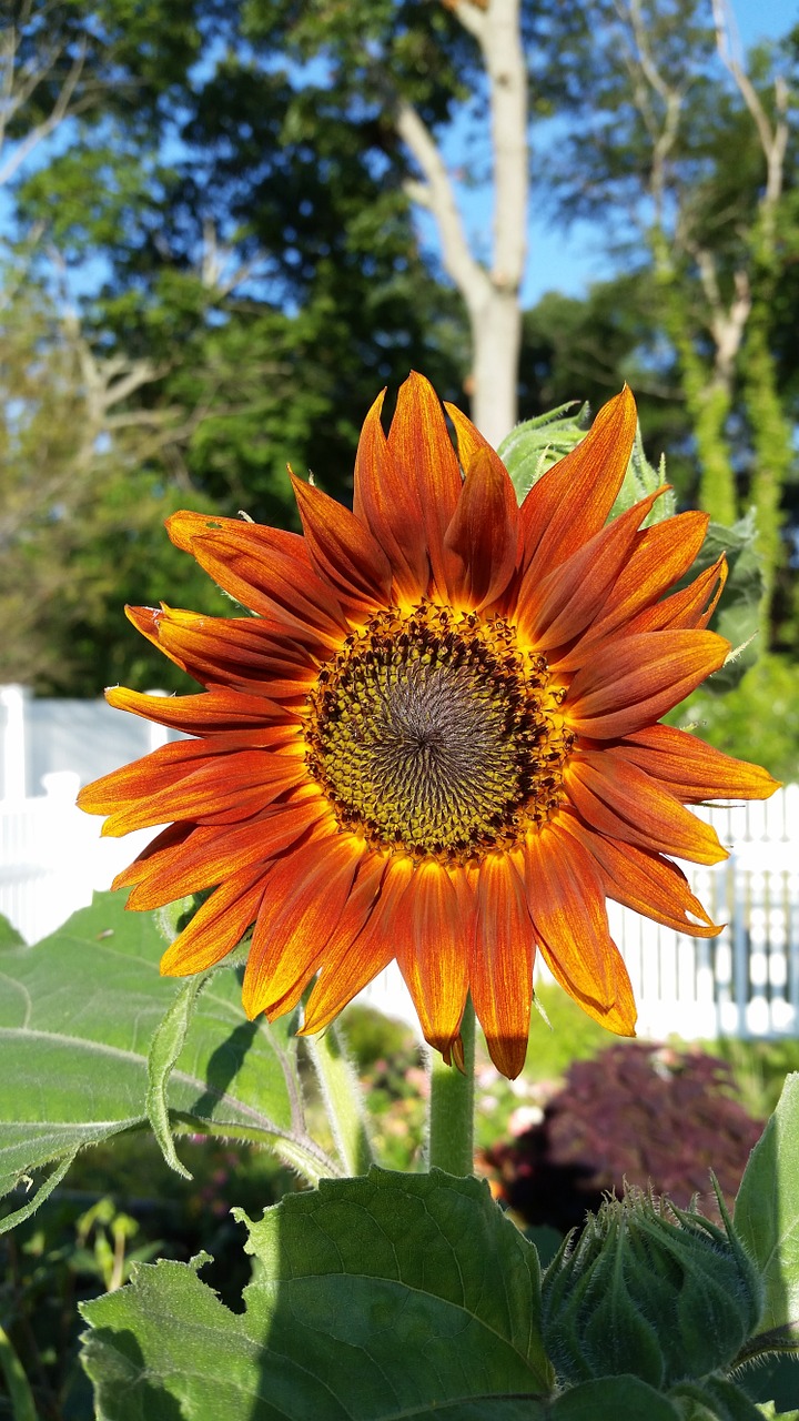 sunflower orange flower free photo