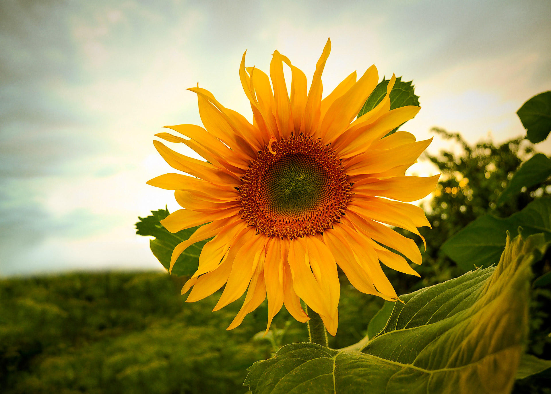 sunflowers flowers summer free photo