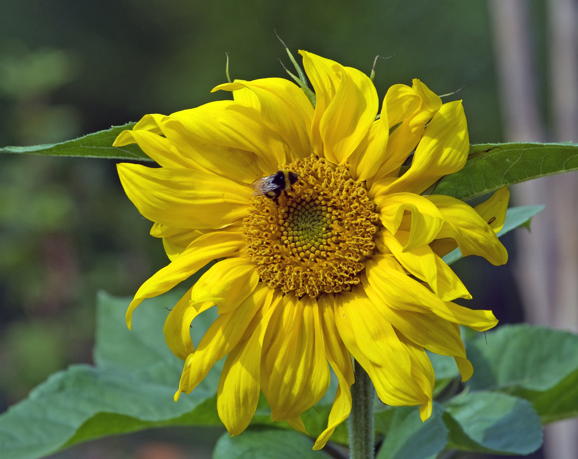 sunflower yellow flower free photo