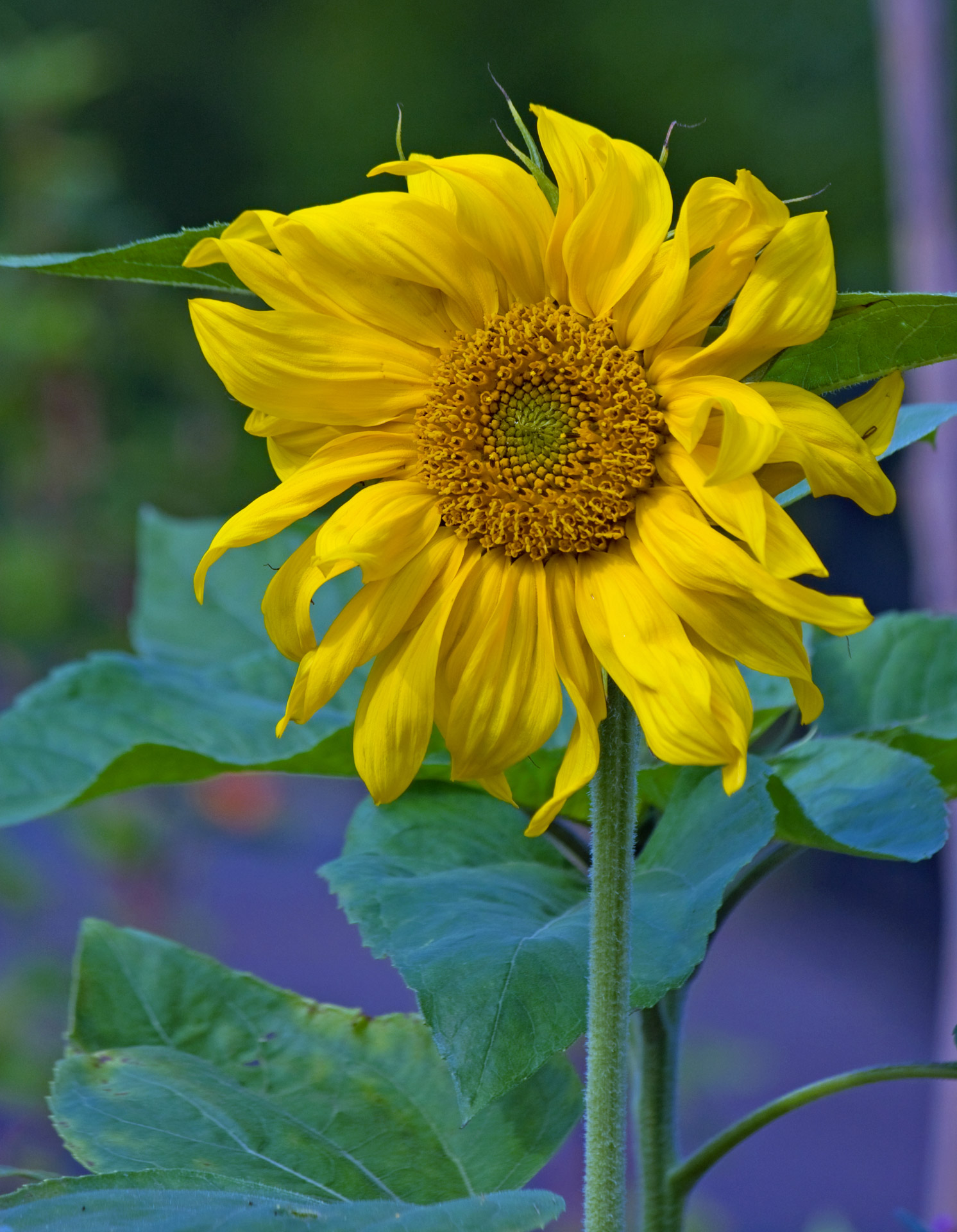 sunflower yellow flower free photo