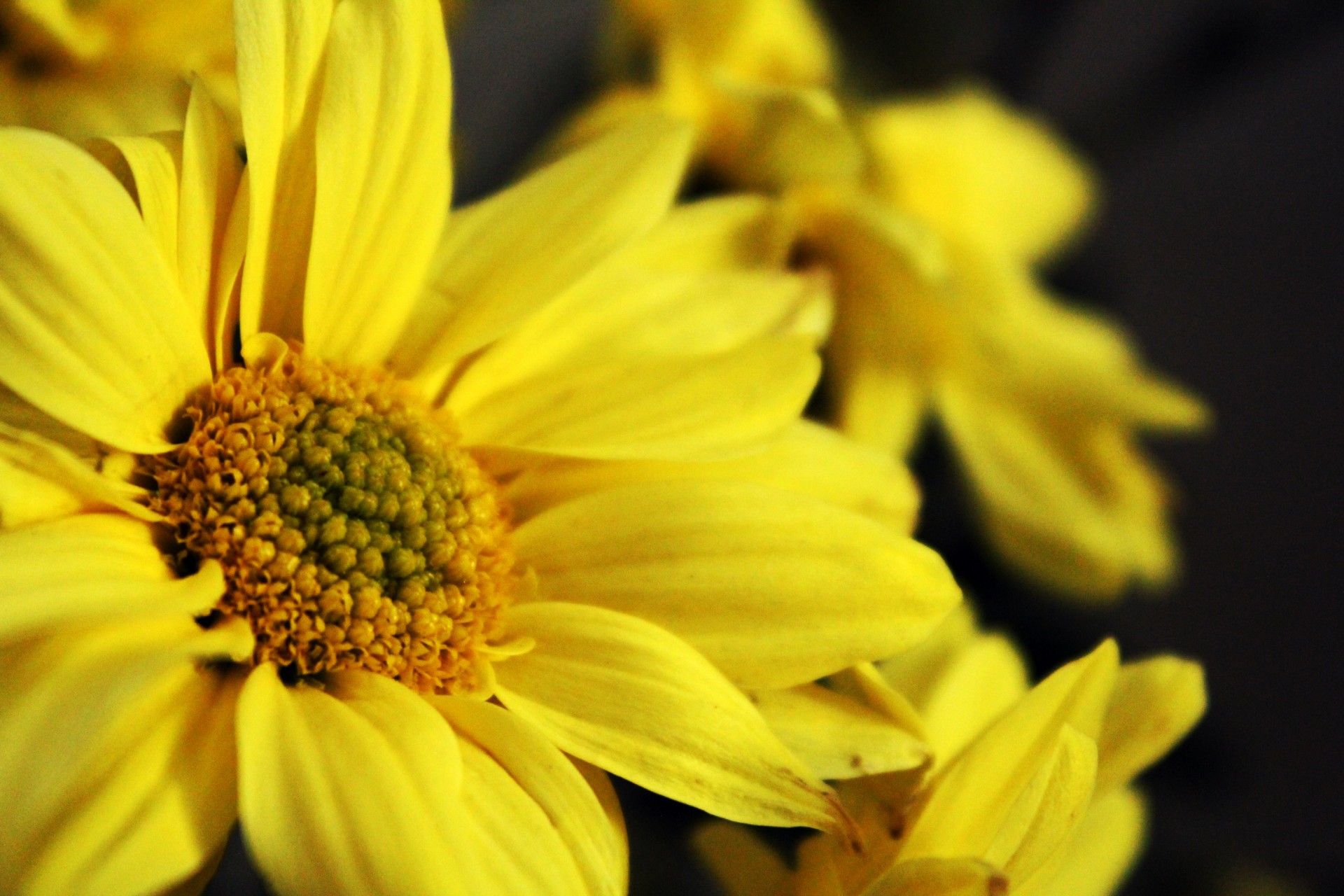 sunflower petals flower free photo