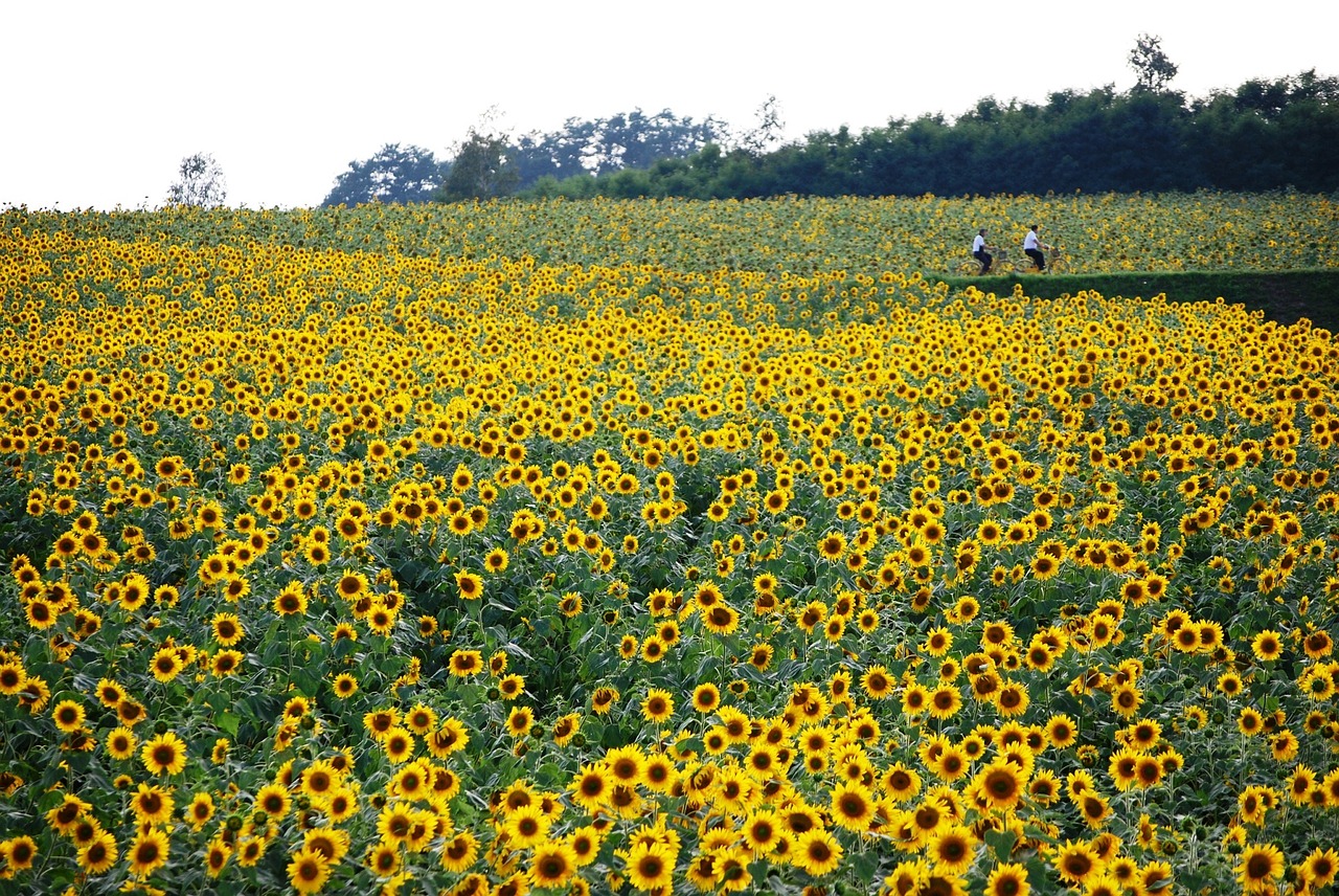 sunflower field yellow free photo