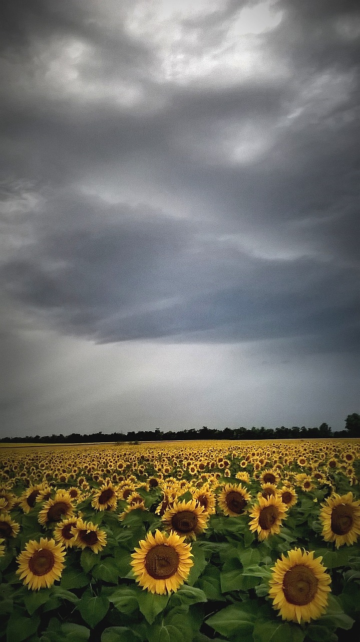 sunflower weather light free photo