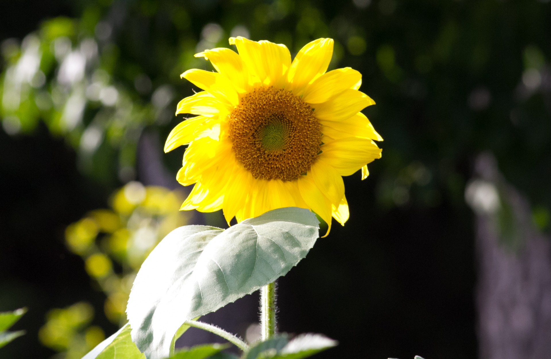 sunflower flower yellow free photo