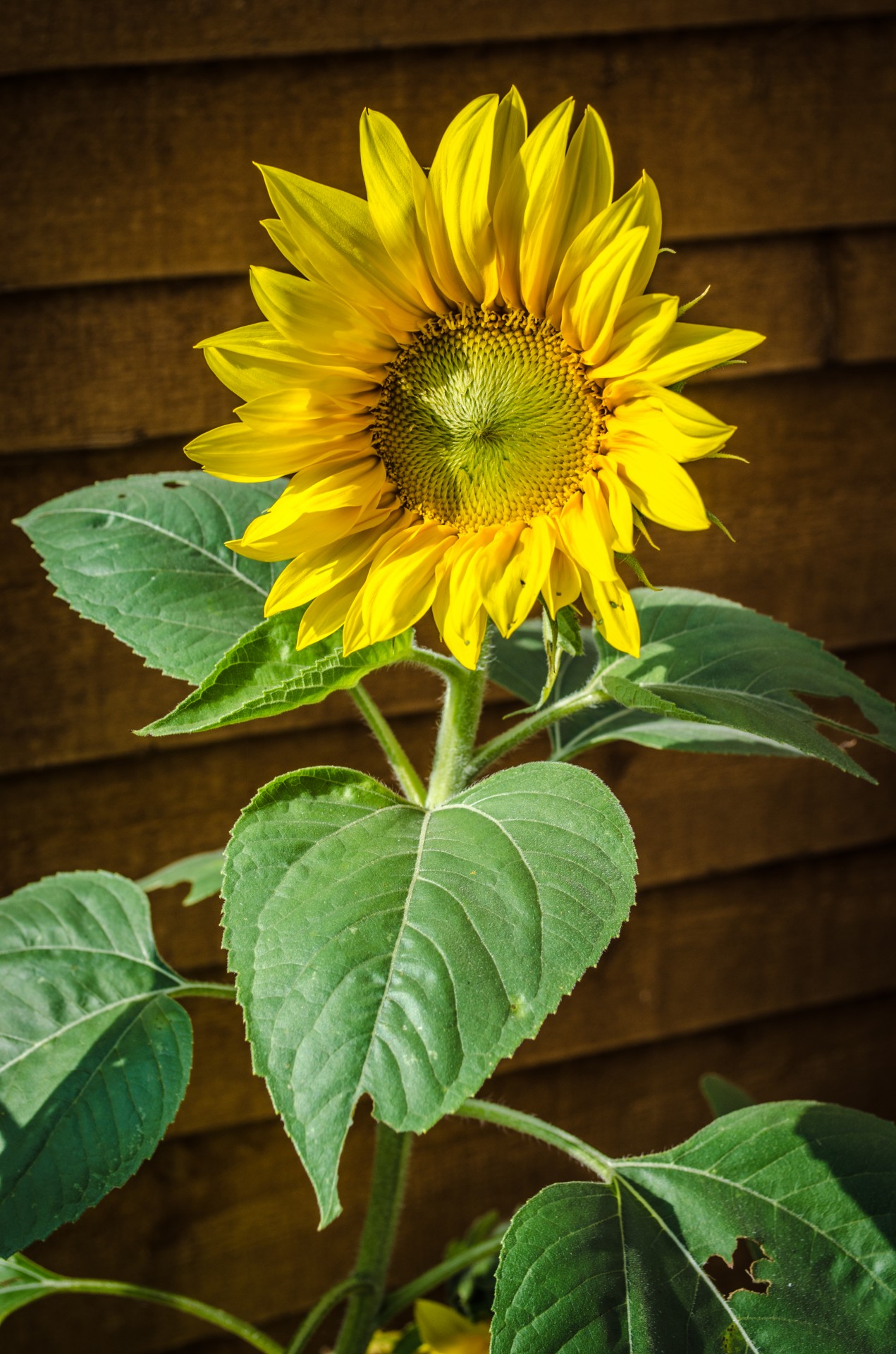 sunflower flower flowers free photo