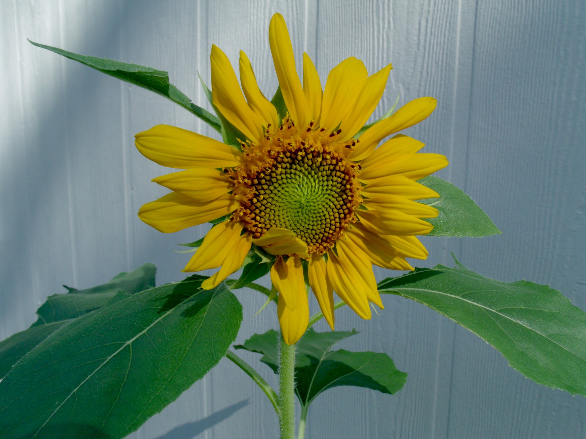 flower garden homestead free photo